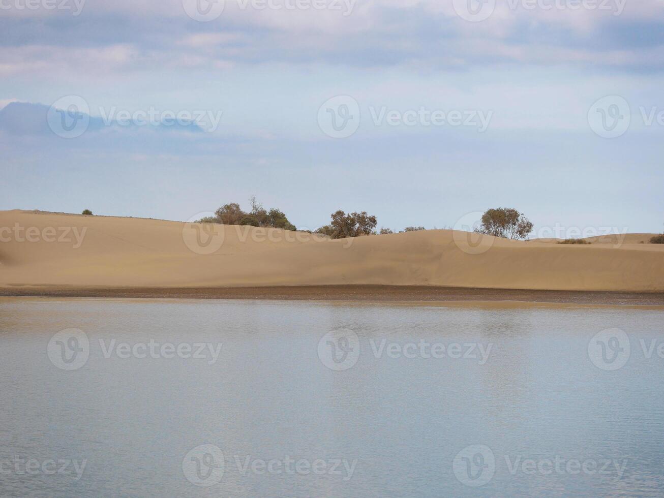 Nature reserve La Charca de Maspalomas. Bird nesting place - oasis in the dune photo