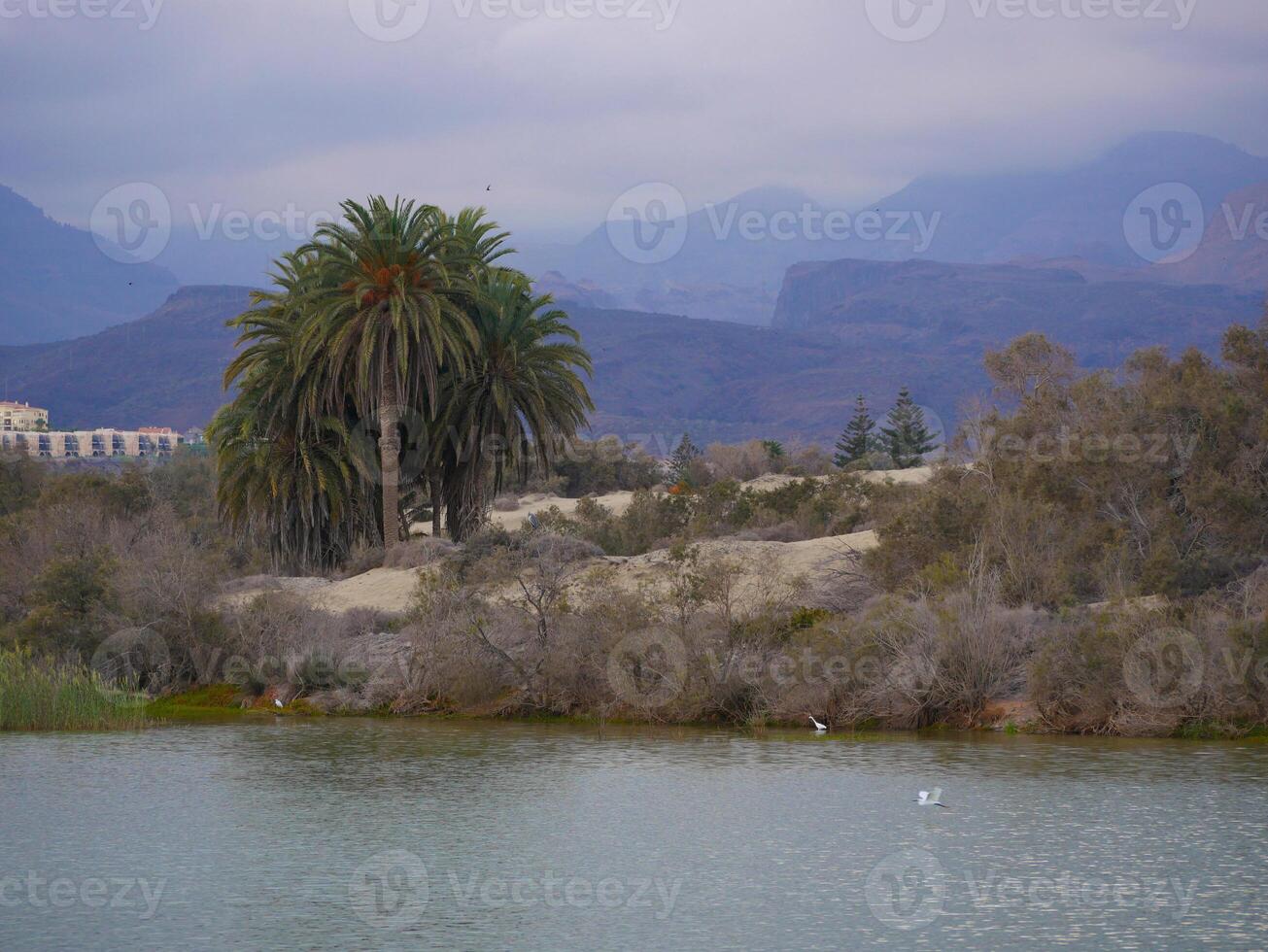 Nature reserve La Charca de Maspalomas. Bird nesting place - oasis in the dune photo