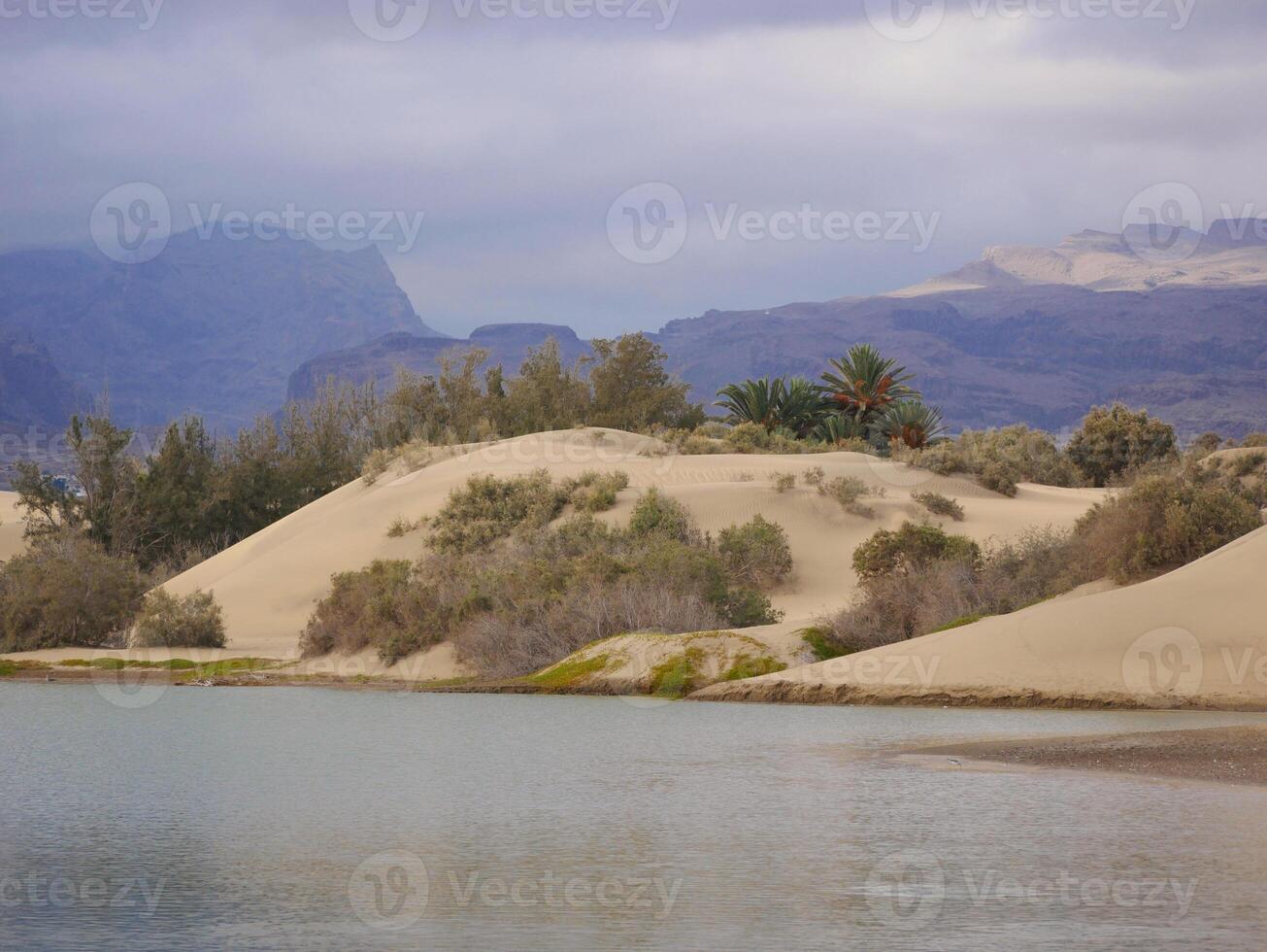 Nature reserve La Charca de Maspalomas. Bird nesting place - oasis in the dune photo