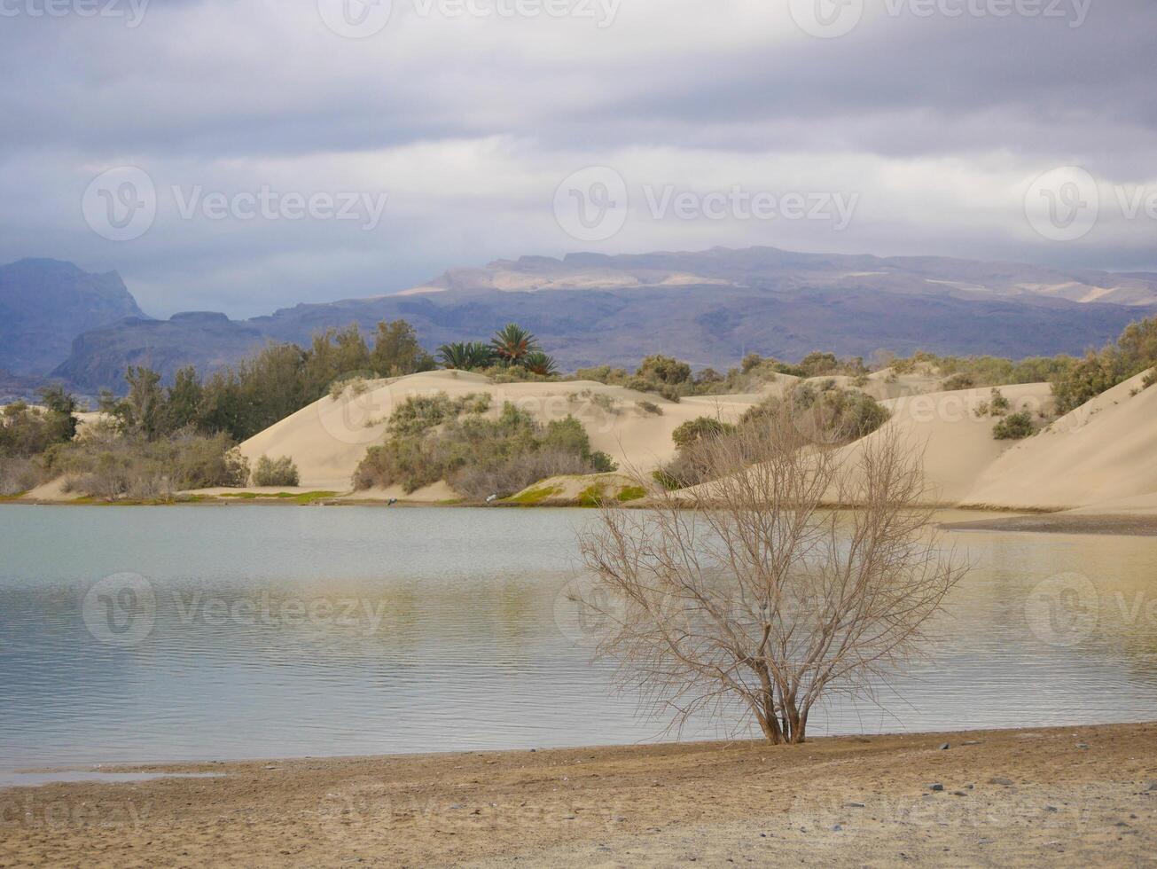 Nature reserve La Charca de Maspalomas. Bird nesting place - oasis in the dune photo