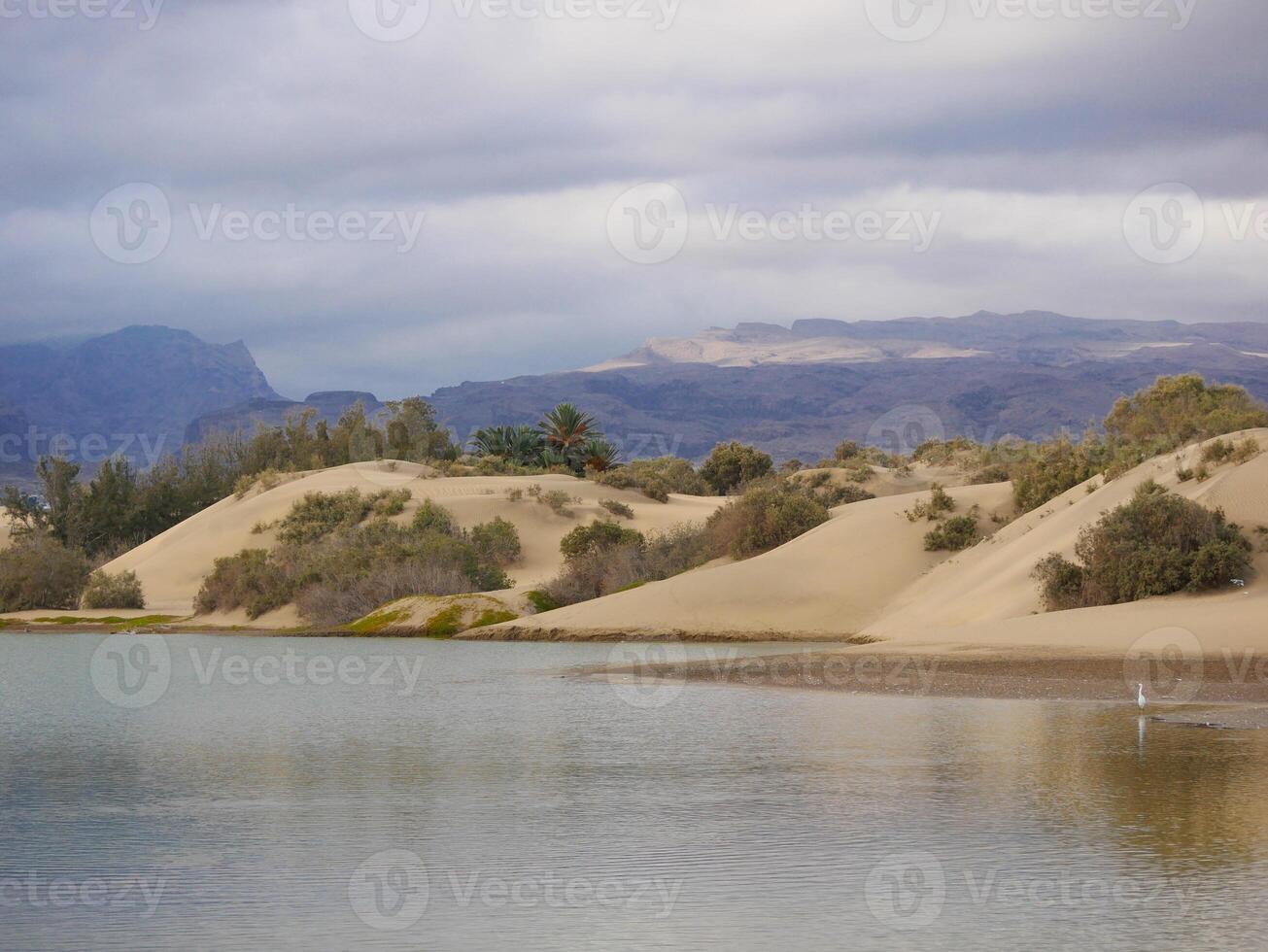 Nature reserve La Charca de Maspalomas. Bird nesting place - oasis in the dune photo