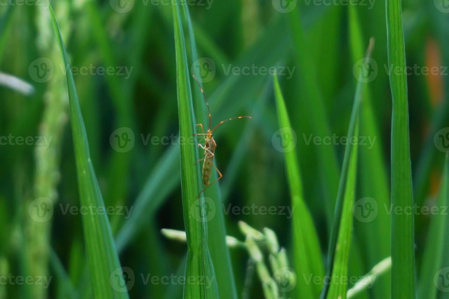 Tiny Insect On A Blade of Grass photo