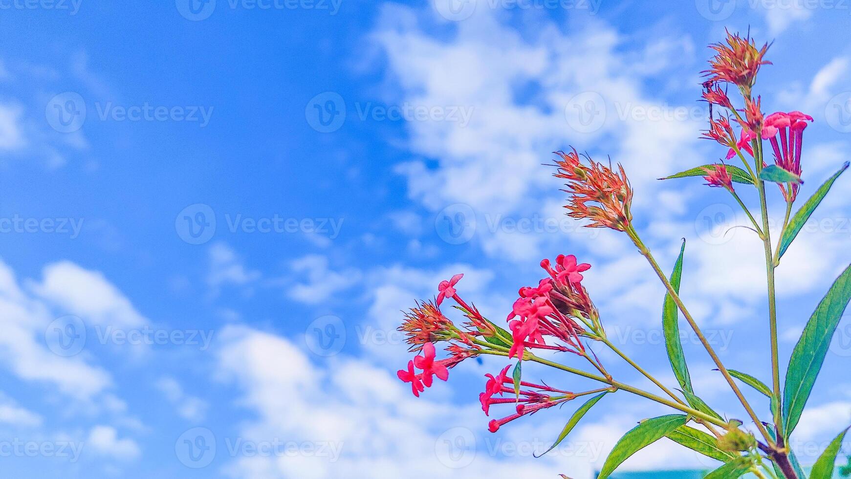 A Serene Sky Background Featuring Lush Green Leaves and Delicate Pink Flowers Perfect for Nature-Themed Designs photo