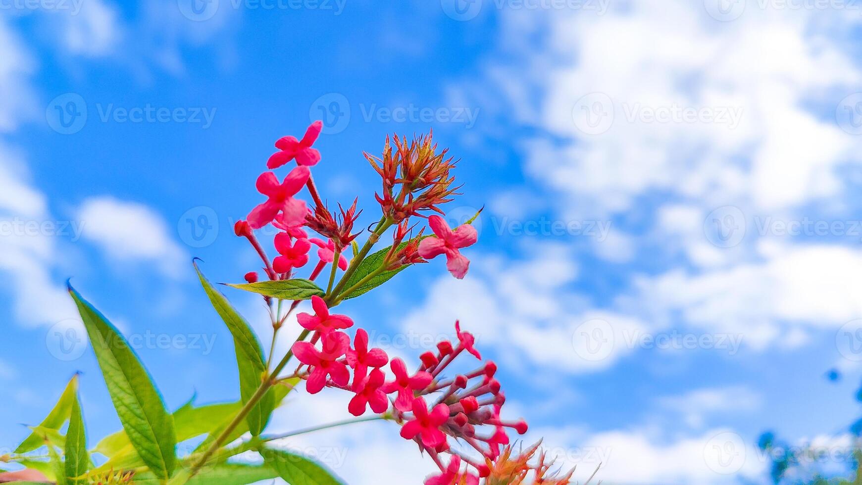 A Captivating Sky View Featuring Lush Leaves and Delicate Pink Flowers, Perfect for Nature-Inspired Designs photo