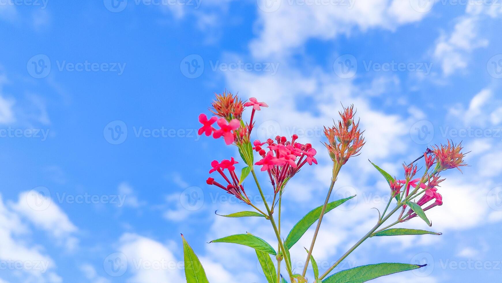 Stunning Sky with Lush Leaves and Delicate Pink Flowers Background for Creative Designs and Projects photo