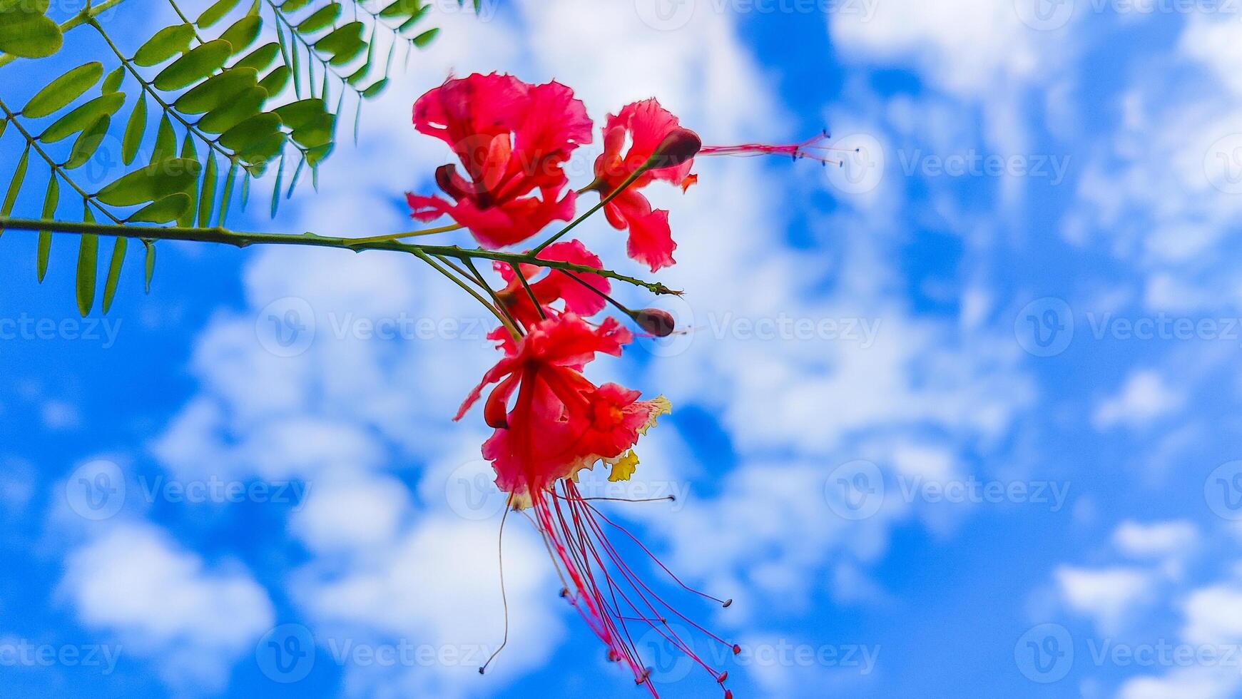 Enchanting Sky Backdrop with Lush Green Leaves and Vibrant Red Flowers Perfect for Nature-Themed Designs photo
