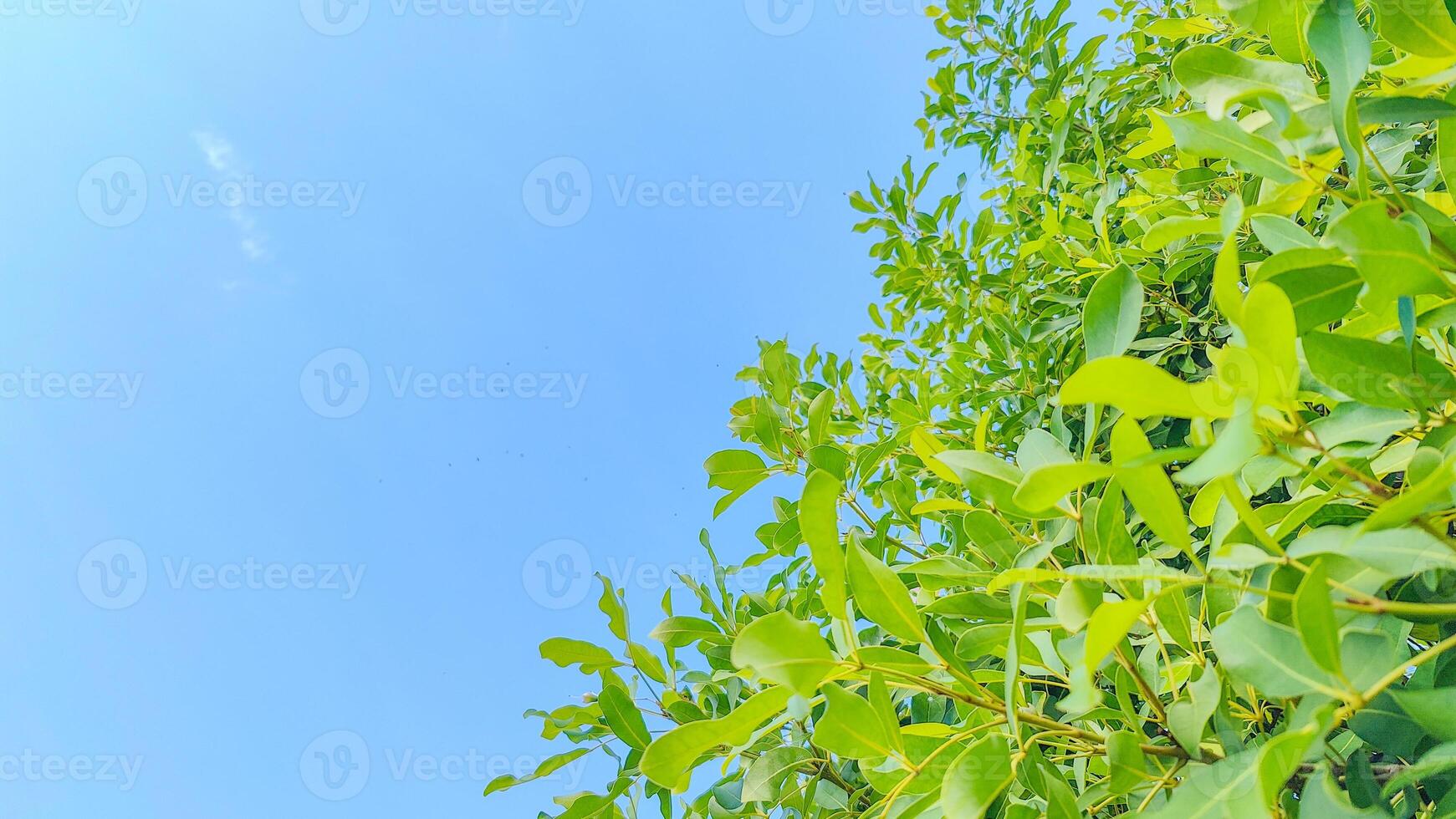 Captivating Sky with Leaves Background for Nature Themed Projects and Design Needs photo