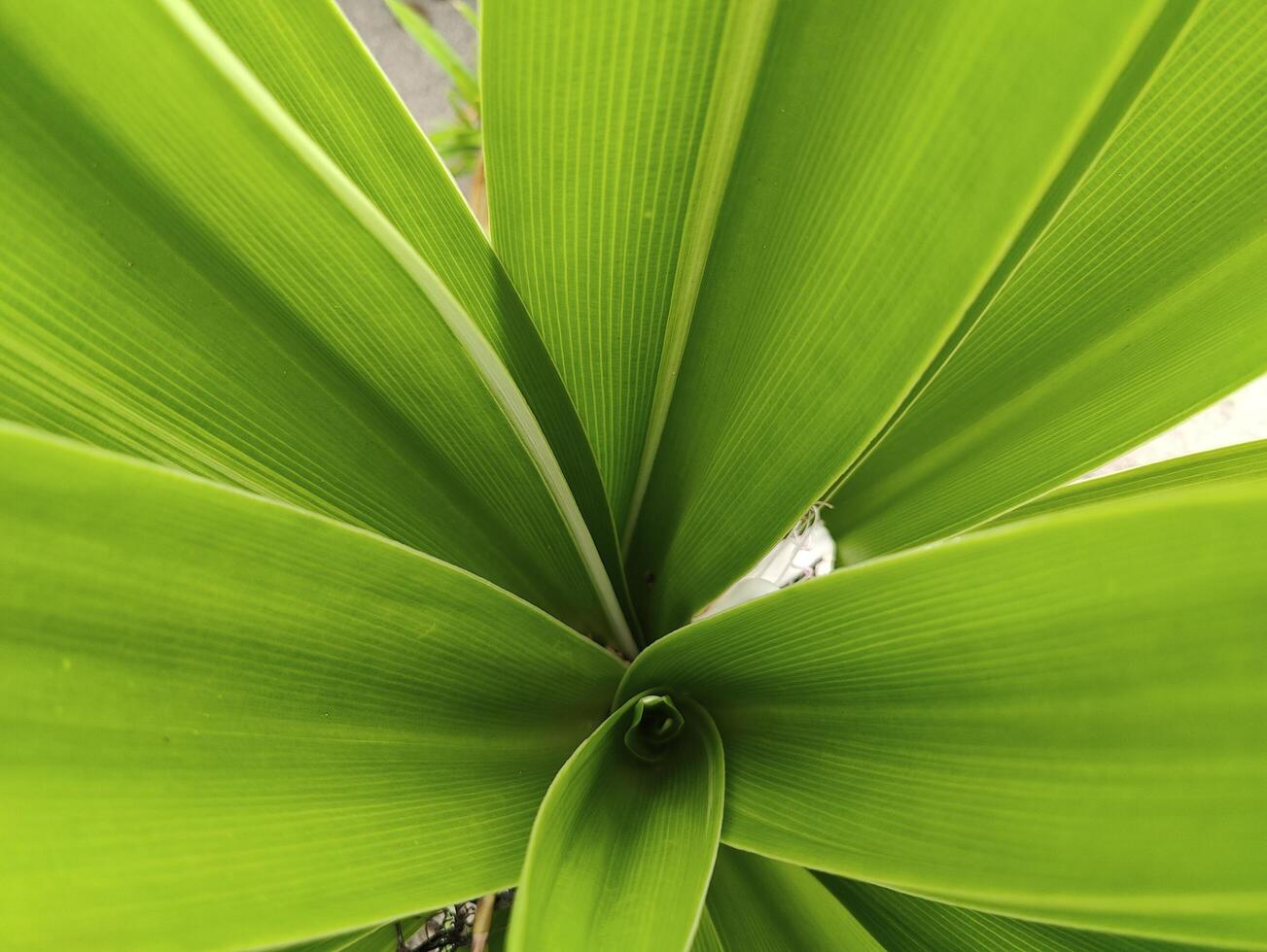 A Stunning Collection of Green Leaves Perfect for Nature-Themed Designs and Backgrounds photo