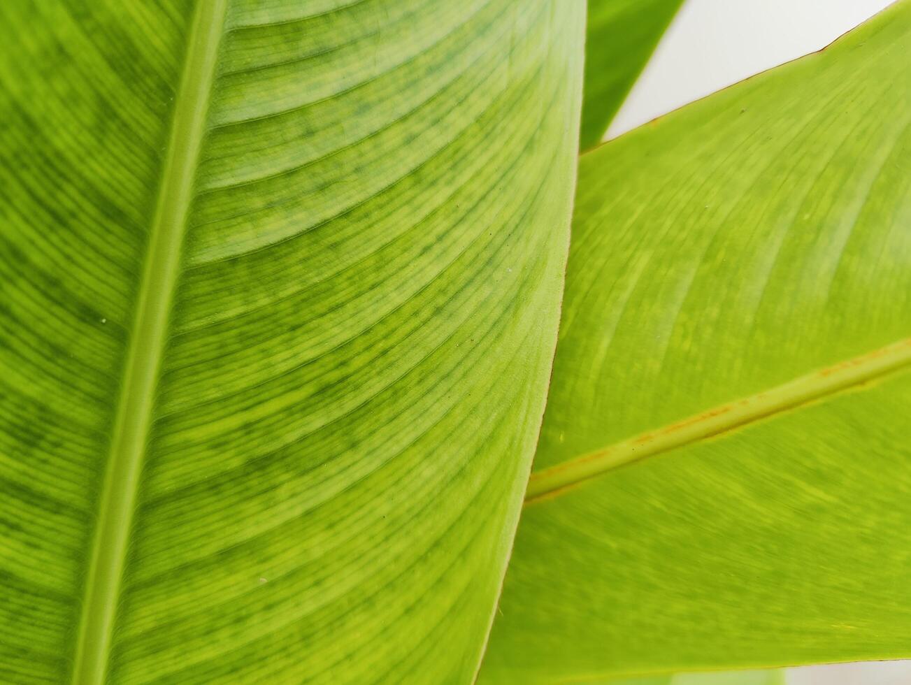 Beautiful Collection of Lush Green Leaves Ideal for Nature and Environmental Themes in Designs and Presentations photo