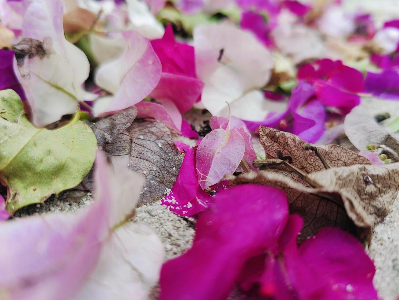 Stunning A5 Bougainvillea Flower Surrounded by Dead Leaves Ideal for Nature and Floral Design Projects photo