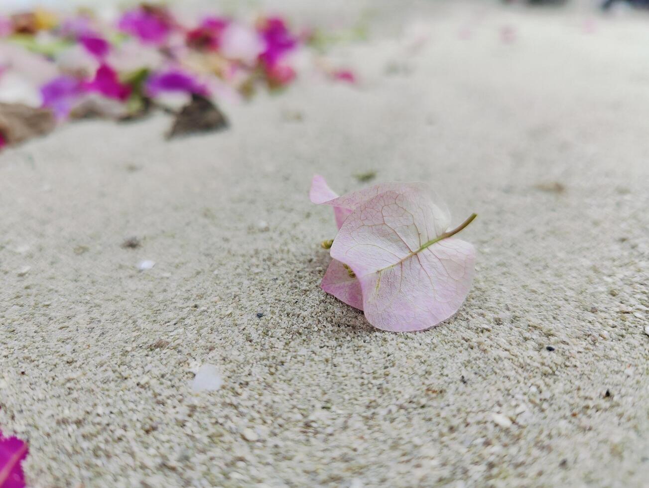 A4 Bougainvillea Flower with Dead Leaves Depicting Nature's Cycle and Beauty in Decay - Perfect for Nature Studies and Artistic Projects photo