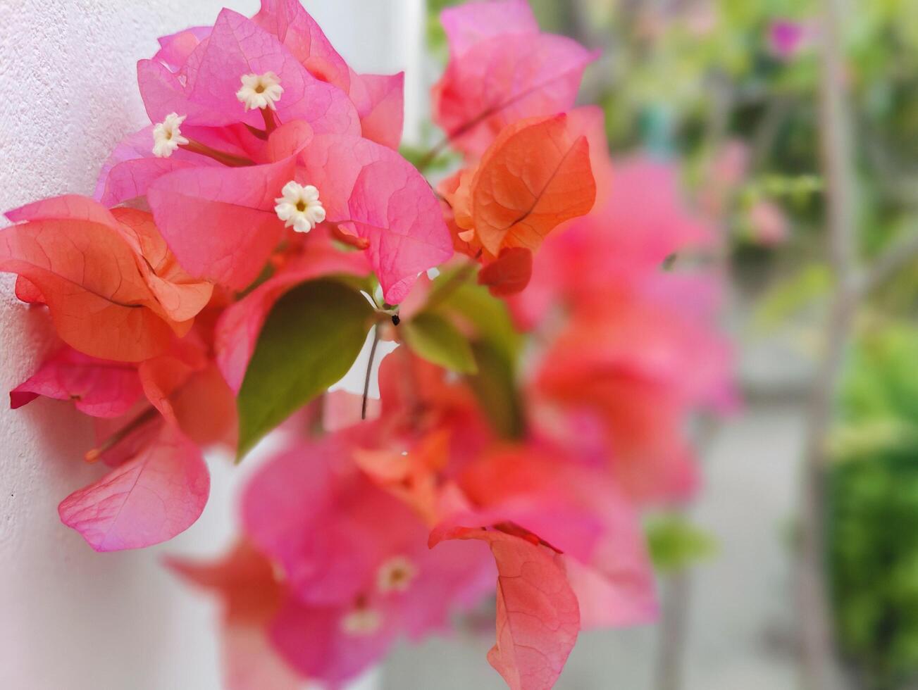 Vibrant Bougainvillea Flowers Perfect for Garden Decor and Landscaping Projects photo