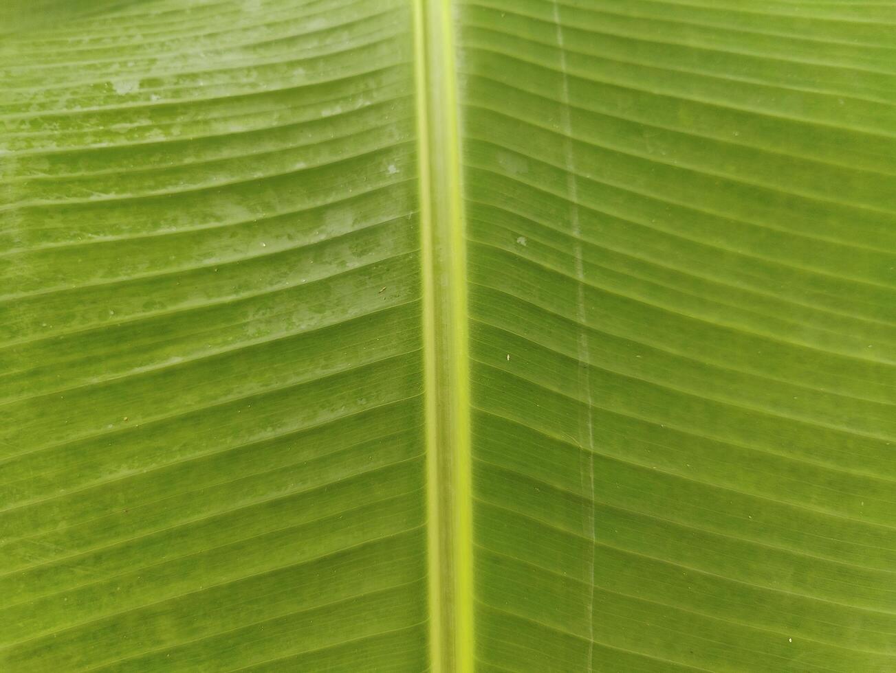 Beautiful Green Leaf in Natural Light for Environmental and Botanical Illustrations, Presentations, and Designs photo