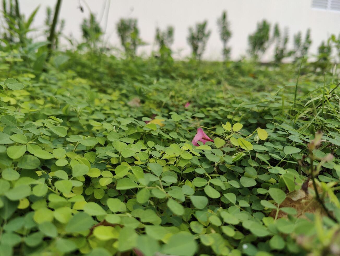 Vibrant Green Leaves Perfect for Nature-Themed Designs and Backgrounds in High Resolution photo