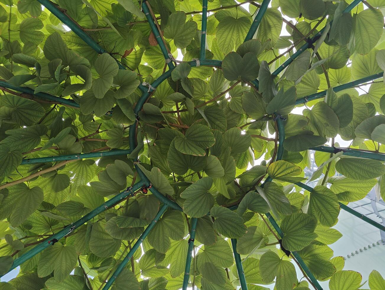 A Collection of Lush Green Leaves Ideal for Backgrounds and Natural Themes in Designs and Projects photo