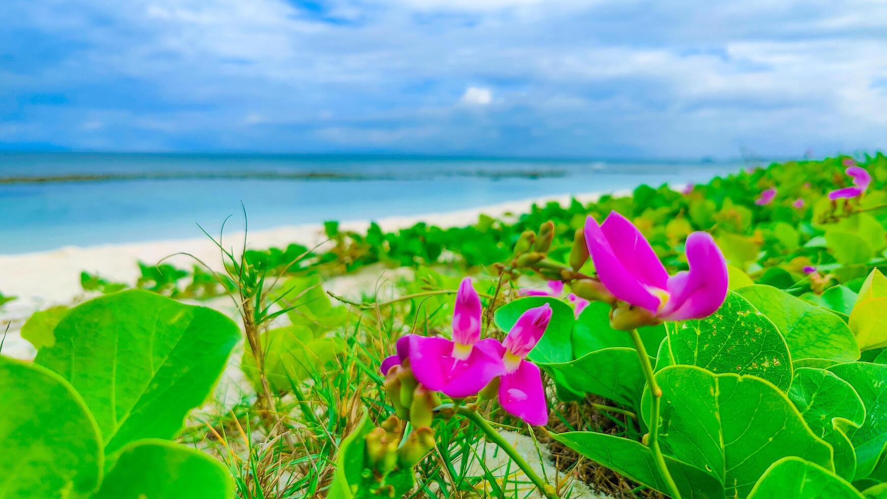 Discover the Tranquility of a Stunning Beach A Perfect Getaway for Relaxation and Adventure photo
