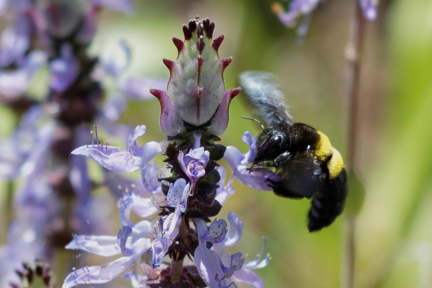 Carpenter Bee and Coleus 1 photo
