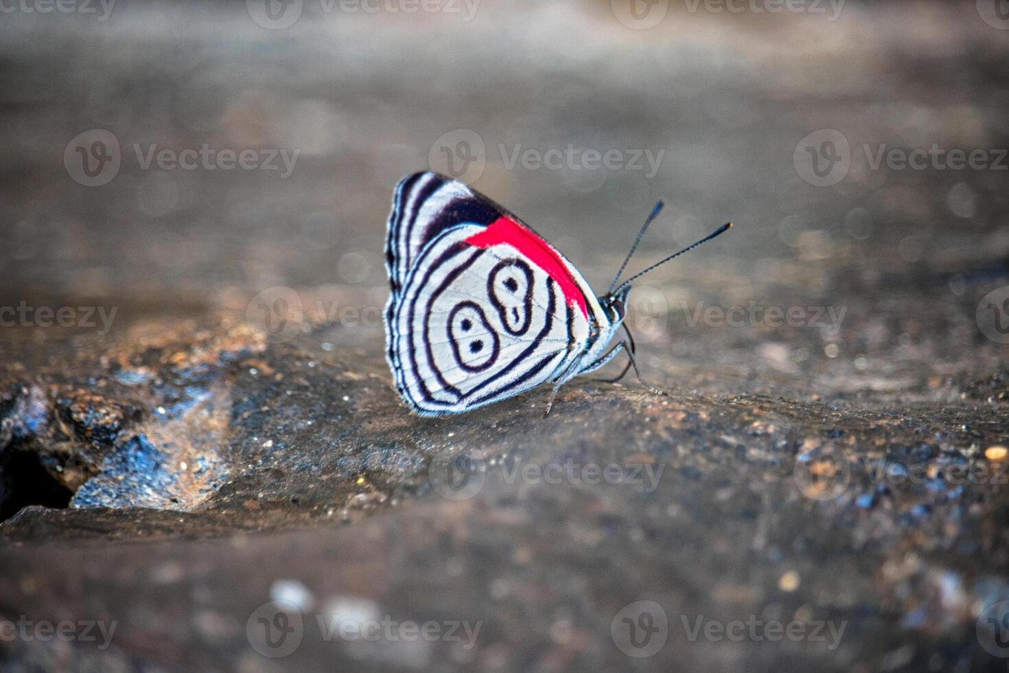 Butterfly 89 between the stones in the jungle of Misiones - Argentine photo