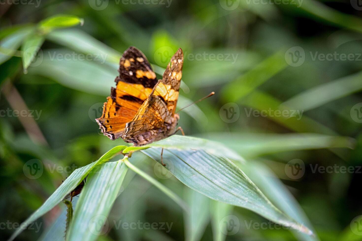 Close-up of Butterfly on a plant in the jungle, Misiones - Argentina photo