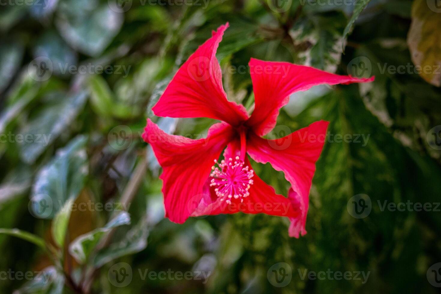 close-up, Red Hibiscus flower in a garden photo