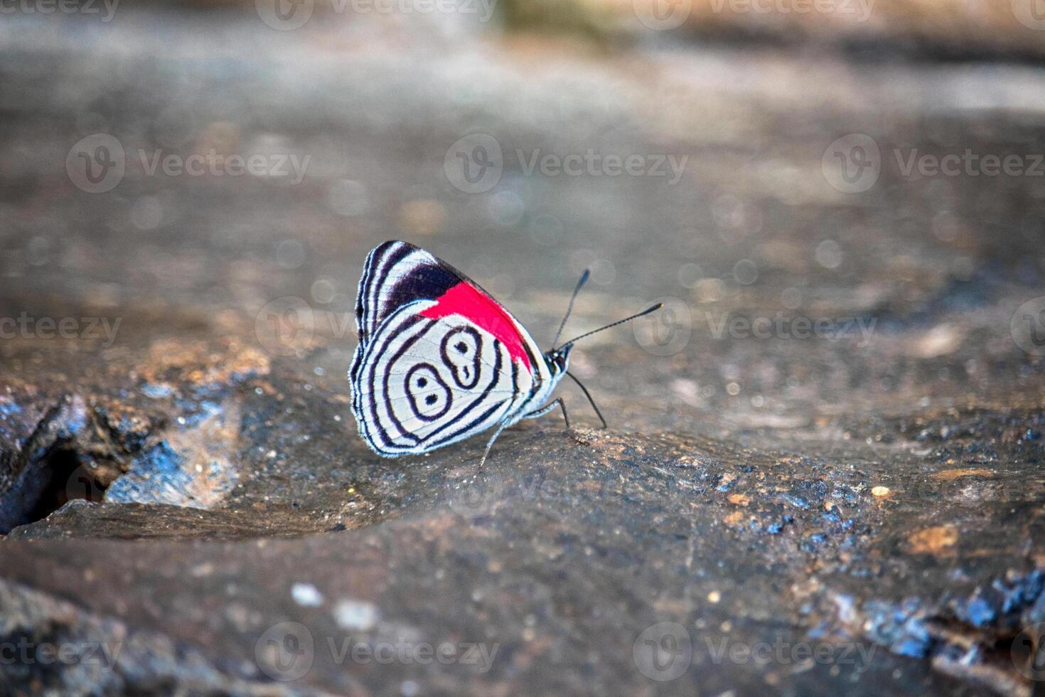 Butterfly 89 between the stones in the jungle of Misiones - Argentine photo