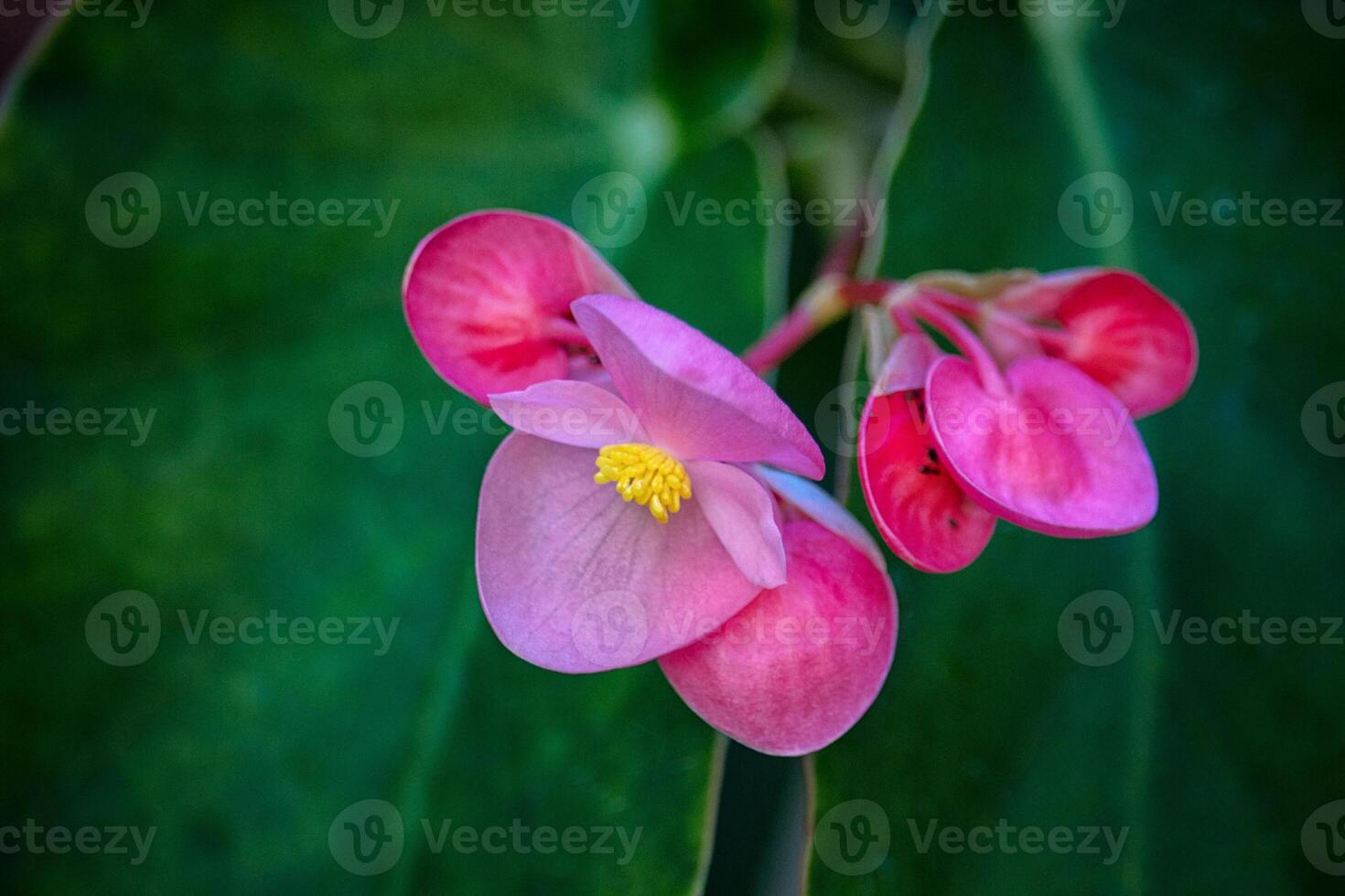 A picture of an orchid photo