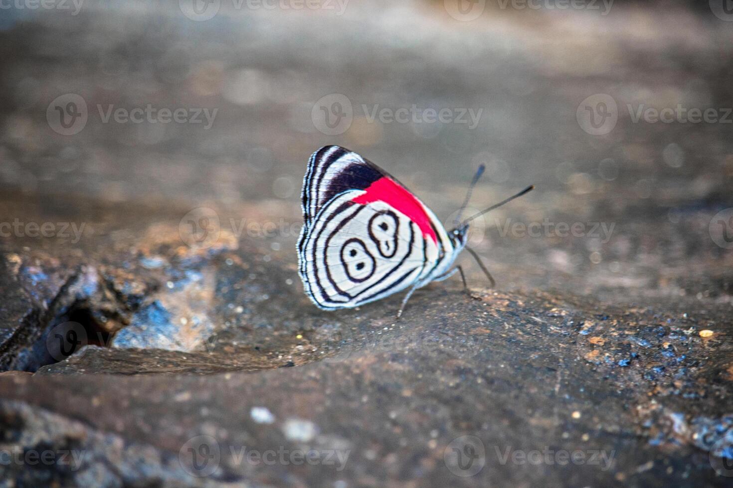 Butterfly 89 between the stones in the jungle of Misiones - Argentine photo