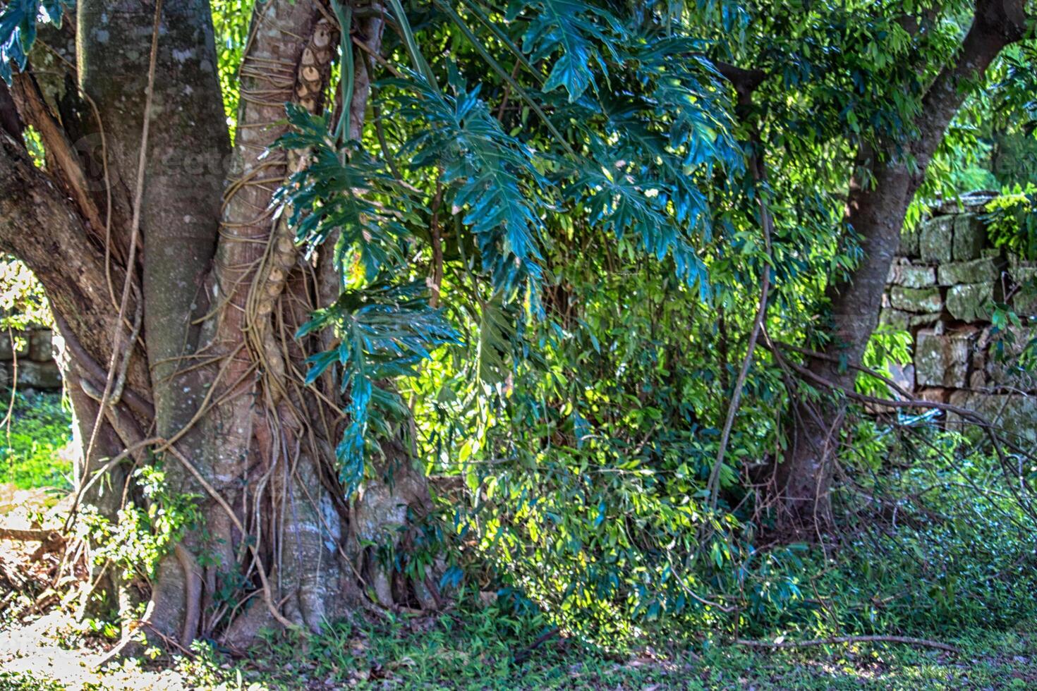 several trees in a jungle, misiones argentina photo