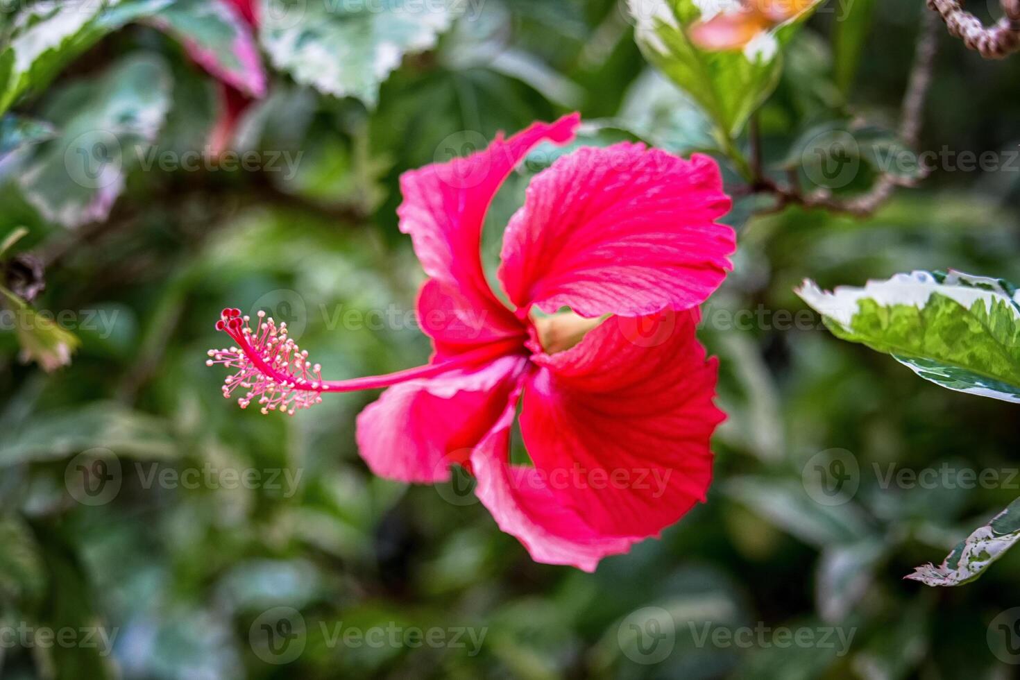 Red Hibiscus flower in a garden, close-up photo