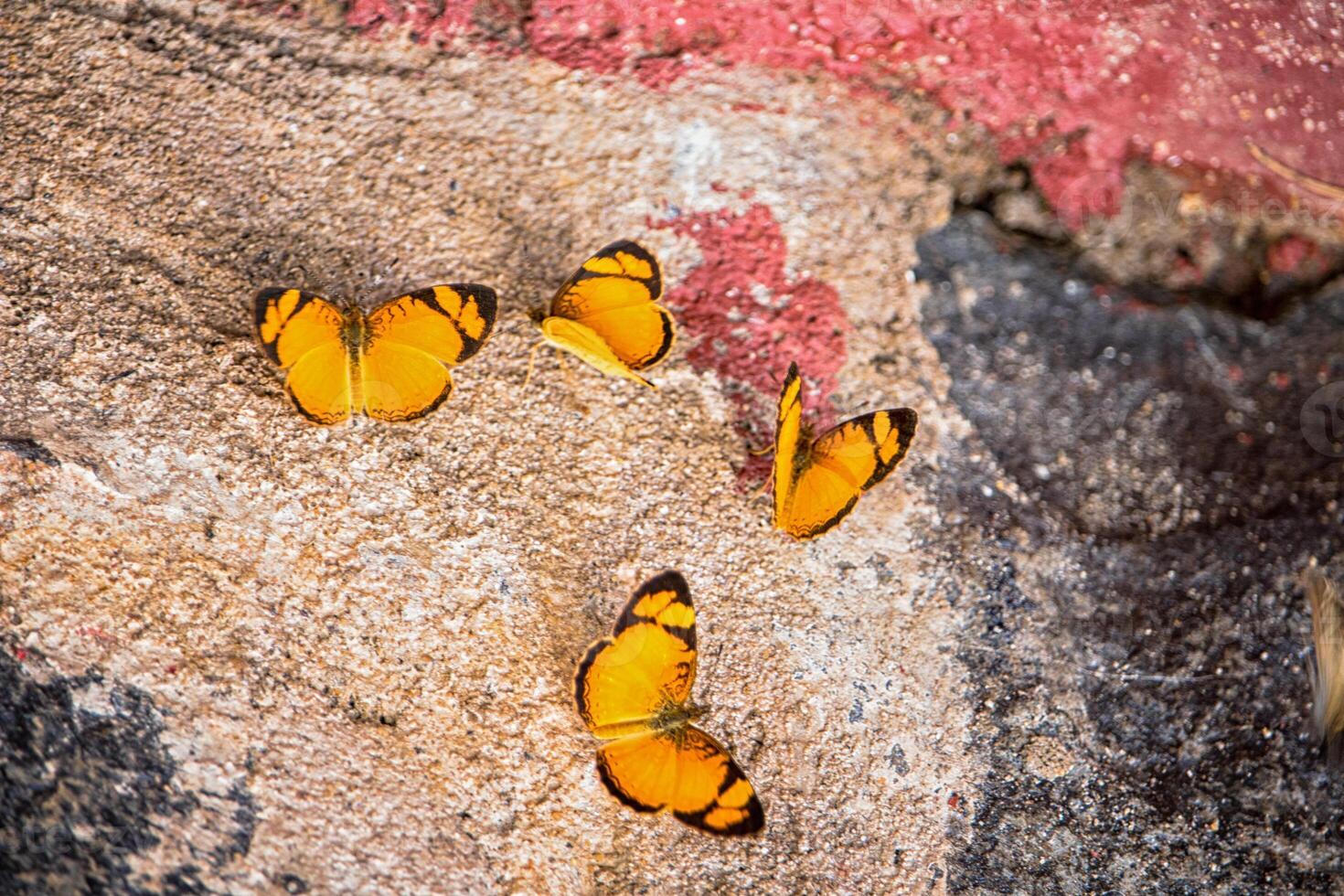Several butterflies resting on rocks photo