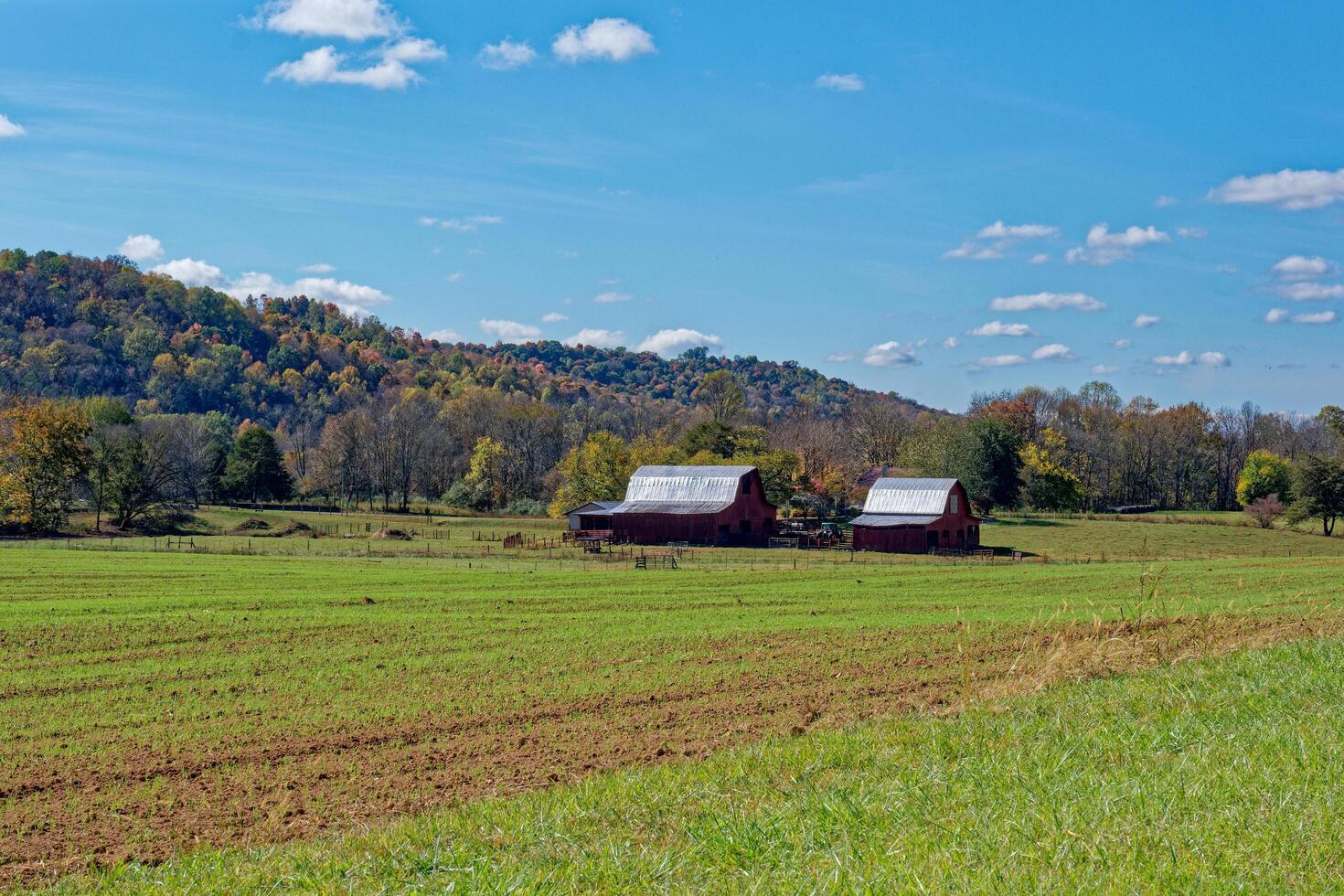 Two red barns in the farm field photo