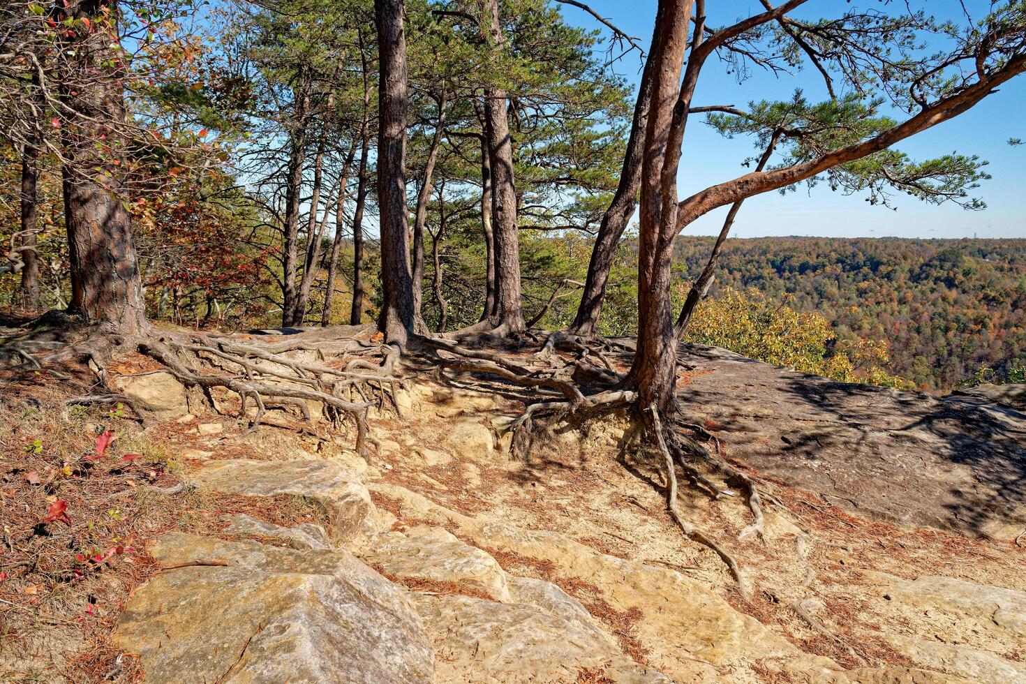 Exposed tree roots on the overlook photo