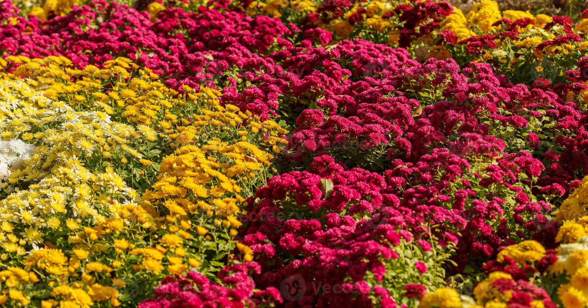 Beautiful chrysanthemum bushes yellow, red, white, pink, red colors photo