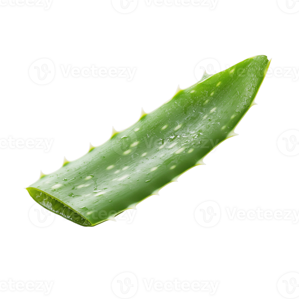 Fresh aloe vera leaf with vibrant green color and natural texture on transparent background png