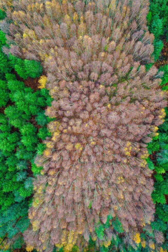 aerial view of a mixed coniferous and deciduous forest in fall, directly above photography photo
