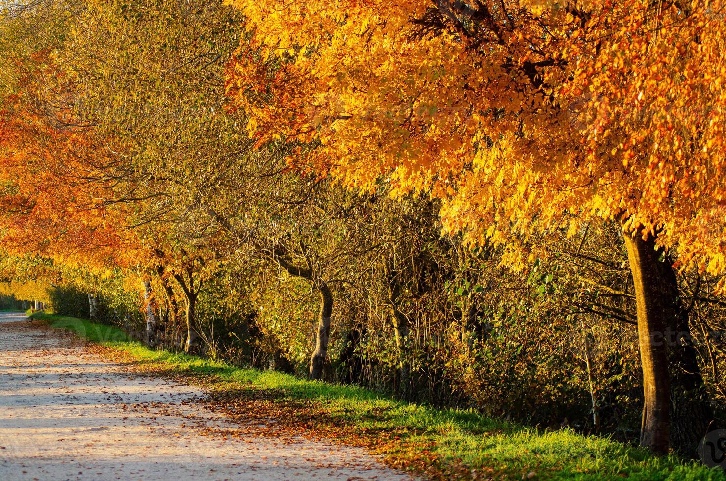 a tree-lined path with autumn leaves, background for autumn concept photo