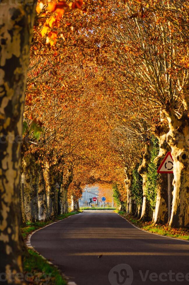road lined by trees with autumn colored leaves making a tunnel, background for fall concept photo