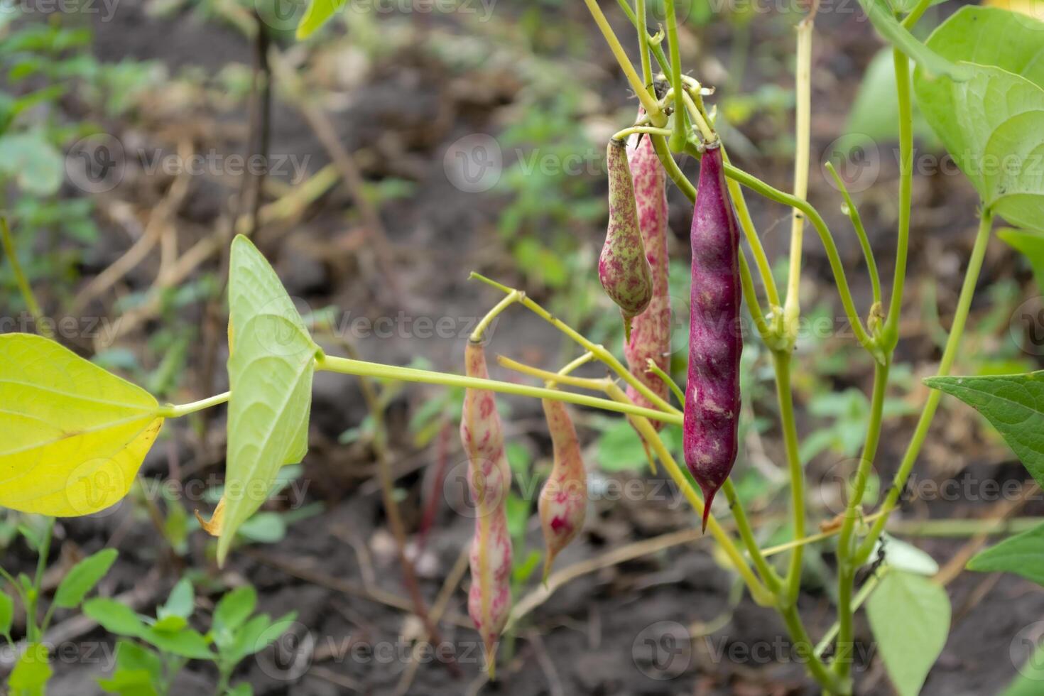 Colorful beans growing on a green plant in a garden during the warm afternoon sunlight in summer photo