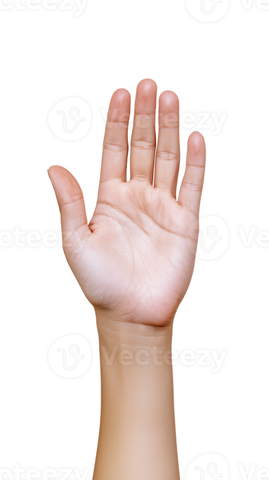 Raised human hand with open palm gesture on transparent background png