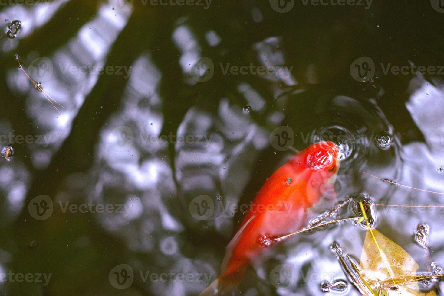 colorful fish on the pond with water ripple and reflection photo