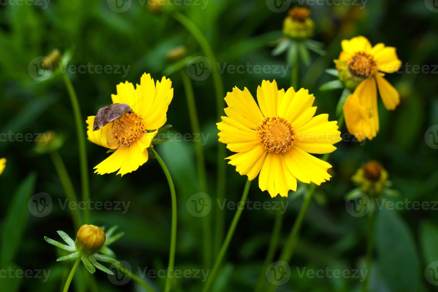 Yellow flower of Coreopsis lanceolata with an insect on the petals photo