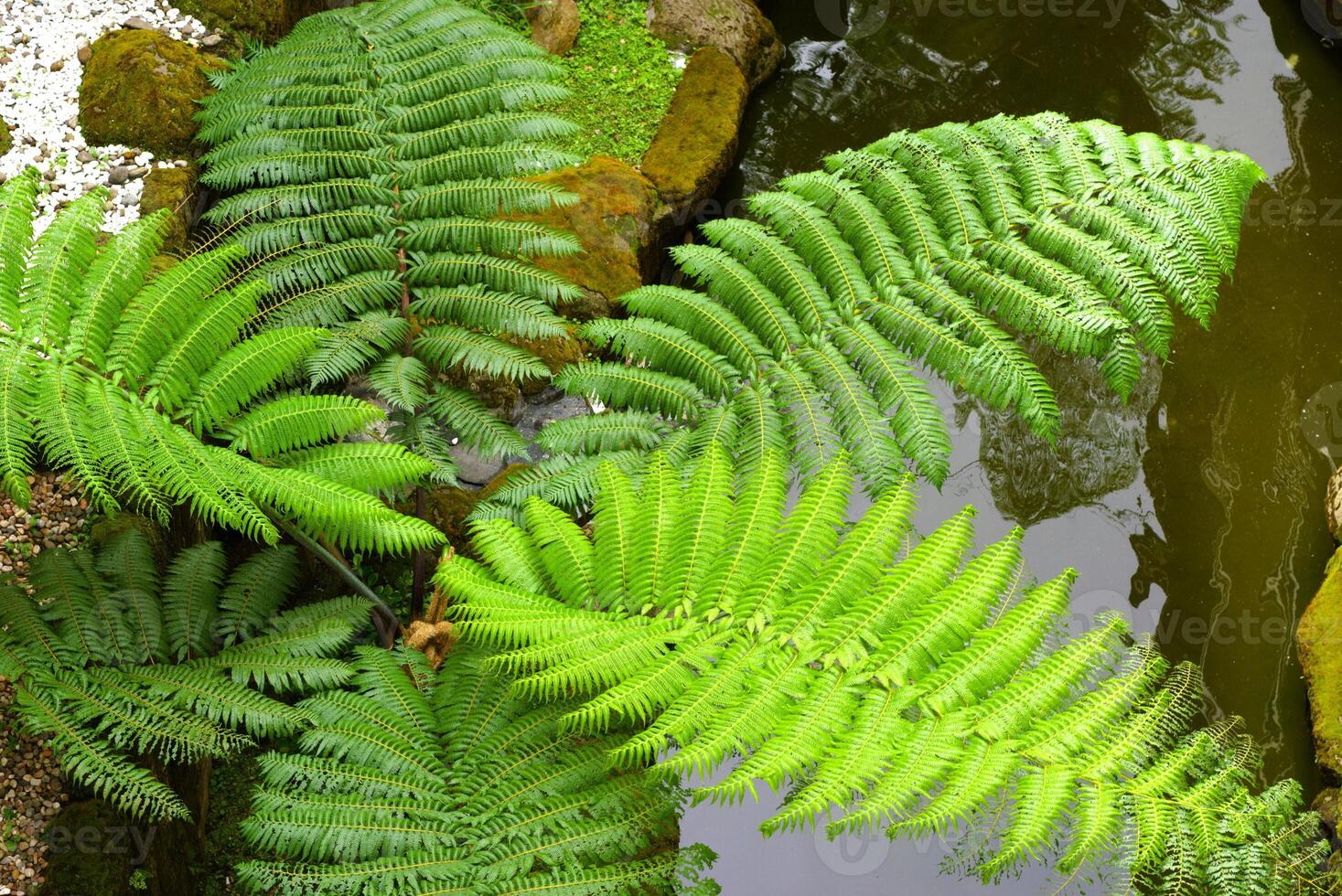 Top view of fern tree in the park photo