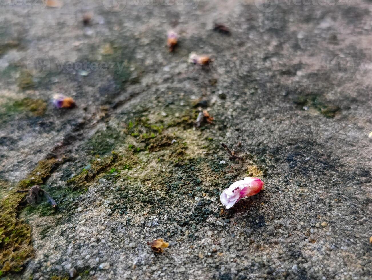 A small pink flower on the ground photo