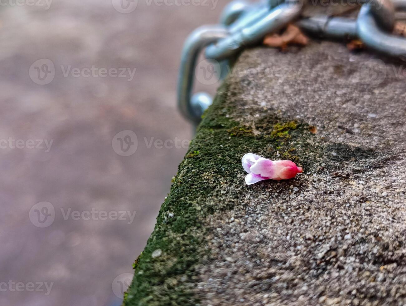 A small pink flower is on the cement wall photo