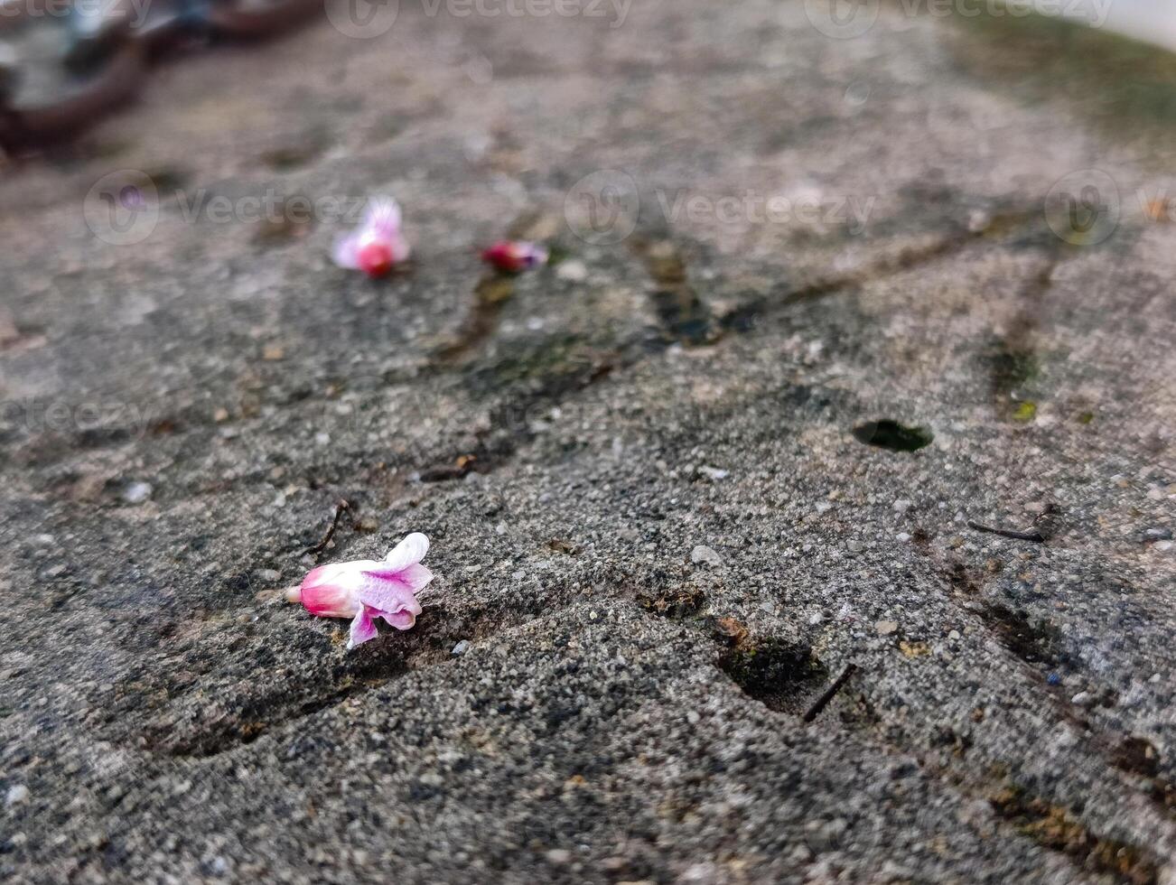 A small pink flower is on the ground photo