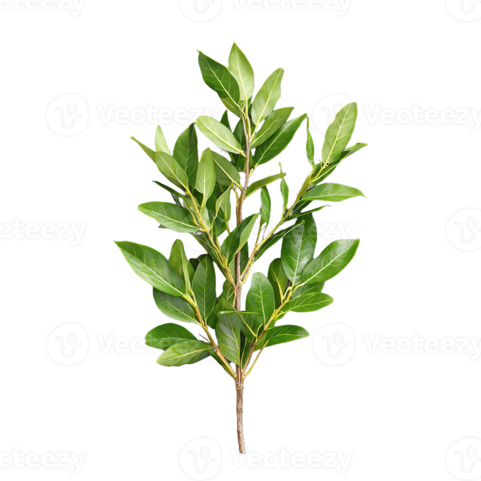 Fresh green bay laurel branch with leaves on transparent background png