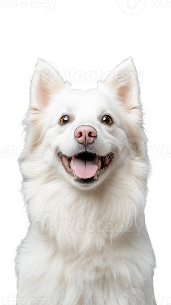 Happy White Dog Smiling with Tongue Out on Transparent Background png