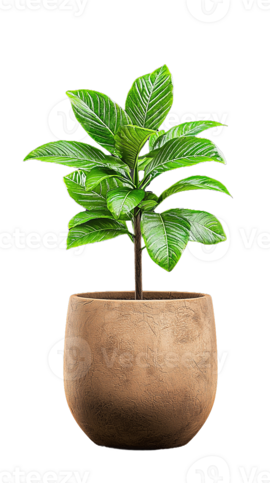 Lush Green Potted Plant with Glossy Leaves on Transparent Background png