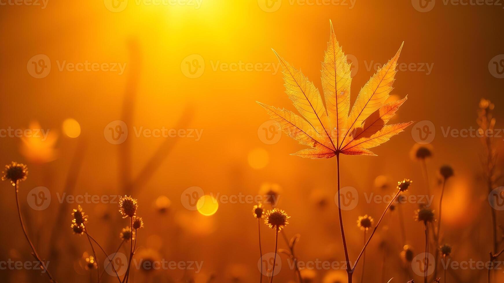An autumn leaf glows in the warm sunlight photo