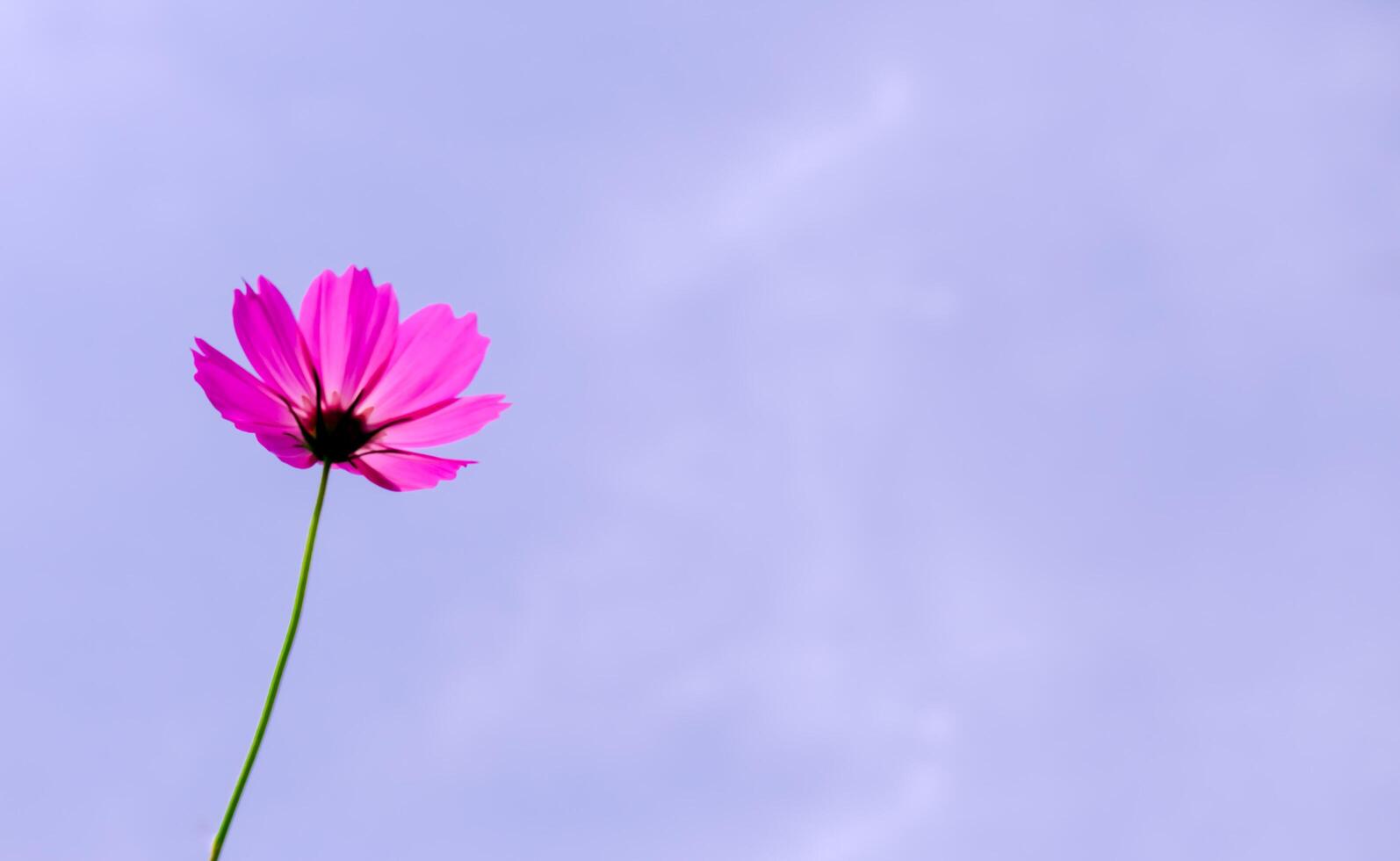 Pink cosmos flower isolated on blue sky,copy space photo